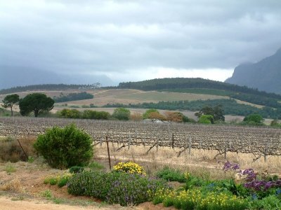 A visit to the Cape Winelands