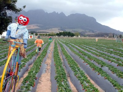 Whimsical scarecrows in a strawberry field