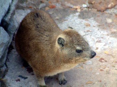 A rock hyrax atop Table Mountain