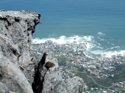 A hyrax enjoys the view from Table Mountain