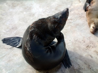 Cape Fur Seal at the V&A Waterfront