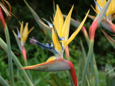 Birds of Paradise at Kirstenbosch