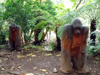 Gorillas at the Kirstenbosch Gardens
