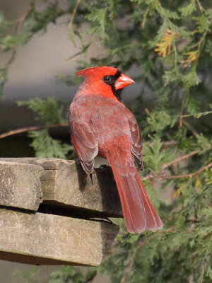 Male Cardinal, Chattahoochee Nature Center