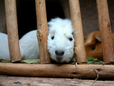 Captive guinea pig destined for the plate, Pisac