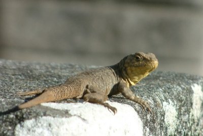 Lizard at Machu Picchu