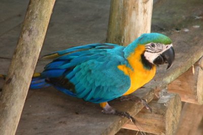 Pet blue-and-gold macaw at the Lodge