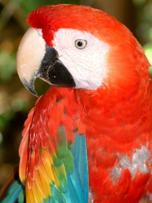 The infamous Chico Malo, the Lodges Scarlet Macaw