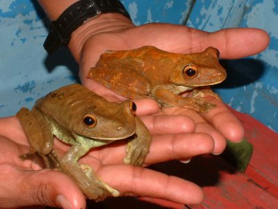 Male and female tree frogs