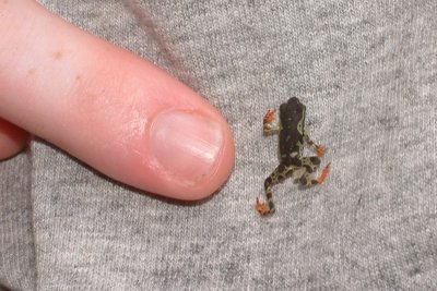Very small frog