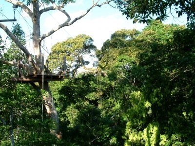 Zipline platforms in the canopy near the Lodge