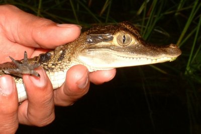 Young caiman