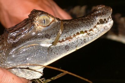 Caiman caught by hand