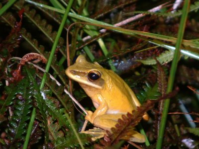 Frog at night