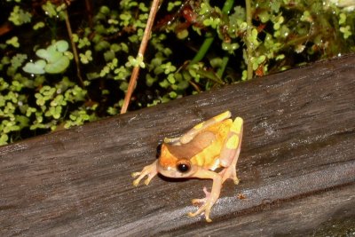There are many varieties of frogs in the rainforest