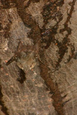 Perfectly camouflaged bat on a tree