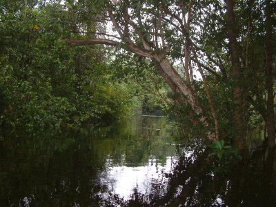 One of many tributaries of the Amazon