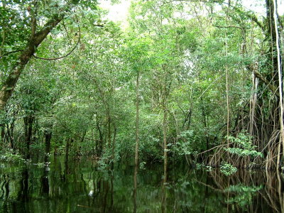 Flooded forest, which we navigated by canoe
