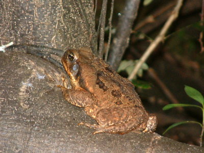 A huge bufo marinus toad