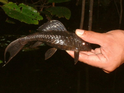 Armored catfish Weninger caught by hand