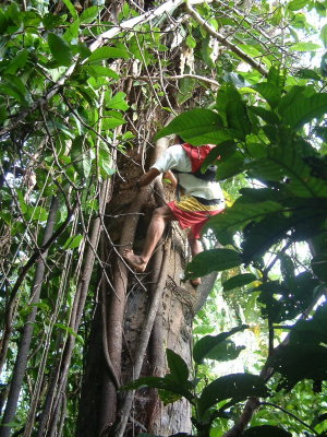 Weni ascends a tree ...