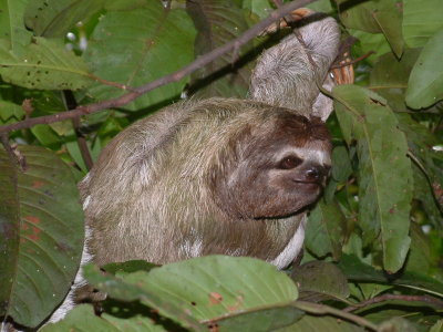Three-toed sloth back in the tree