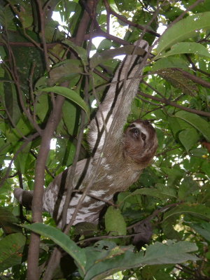 Three-toed sloth