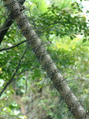 Defensive spines on a tree trunk