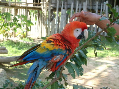 Lorenzo, a pet macaw in the nearby village