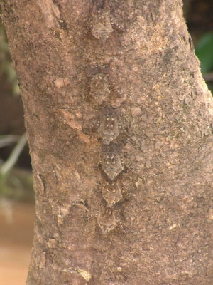 Six well-camouflaged bats on a tree