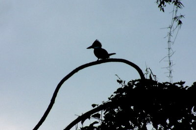 Kingfisher silhouette