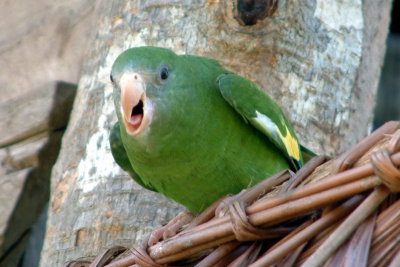 A very perturbed canary-winged parakeet