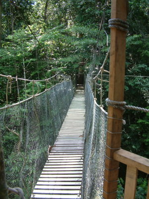 Canopy walkway at La Posada Lodge