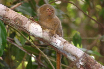 Pygmy marmoset, the world's smallest monkey