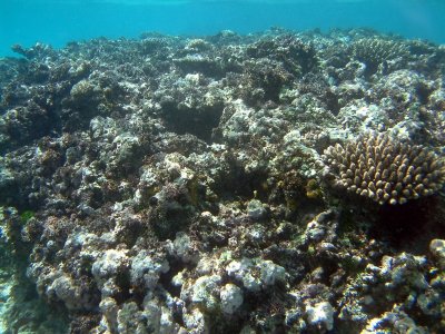 The vibrant reef between Mounu and Ovalu Islands