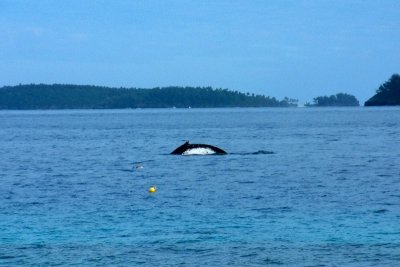 A humpback whale just offshore from Mounu Island