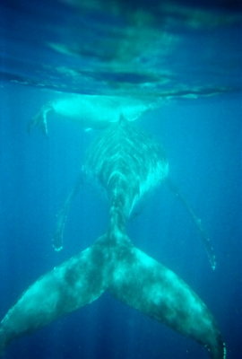 A humpback whale mother holds her calf at the surface