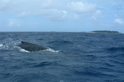A lone male humpback whale in the southern part of the Vava'u Group