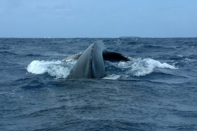 The curious whale approaches our boat