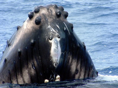 Barnacles are visible under the whale's chin