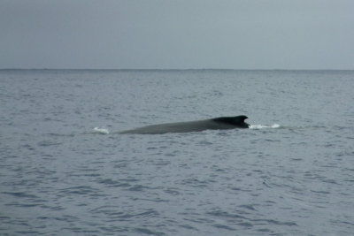 Humpback whales have distinctive, small dorsal fins