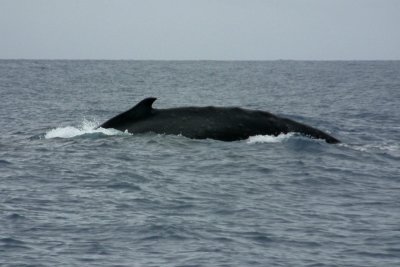 A humpback whale on the surface illustrates the origin of the species' name