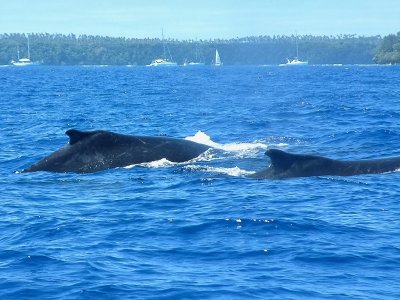 Two humpback whales in the protected waters of the Vavau group