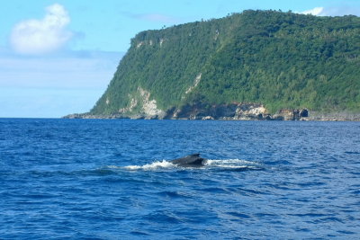 Humpback whales on the northern side of Vava'u Lahi