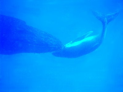 A humpback whale mother and calf in a tender moment about 40 feet below the surface