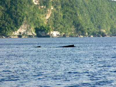 The humpback mother and calf enjoy the calm, sheltered waters near Vava'u Lahi
