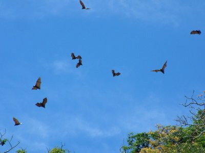 Flying foxes (bats) on Kitu Island