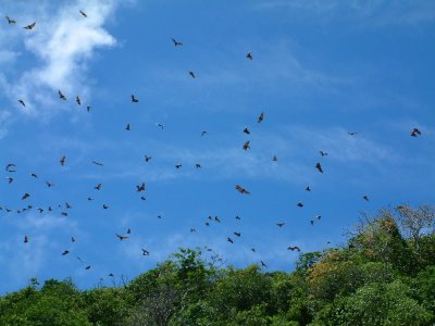 Clouds of flying foxes in the air above Kitu Island