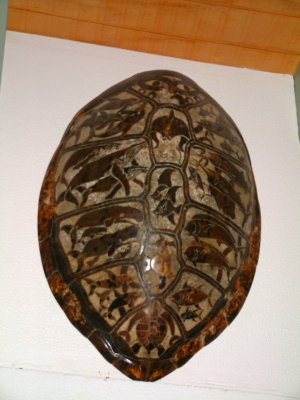 Carved seat turtle shell at Puas