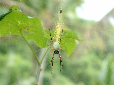 A big spider on Mt. Talau